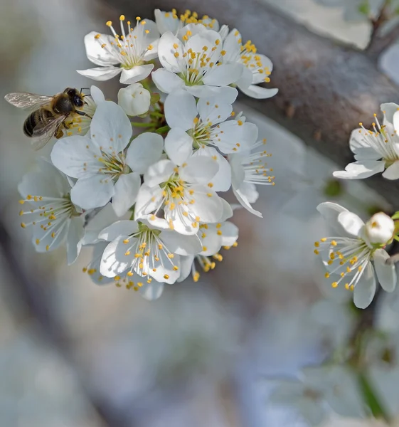 Flor en jardín de frutas miel abeja — Foto de Stock