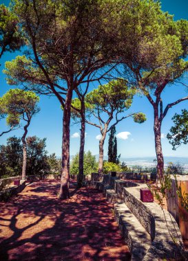 Mavi gökyüzü üzerinde iğne yapraklılar