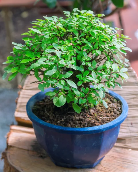 Bonsai plants — Stock Photo, Image