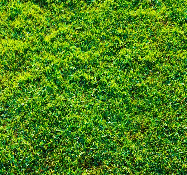 Fresh spring geen grass — Stock Photo, Image