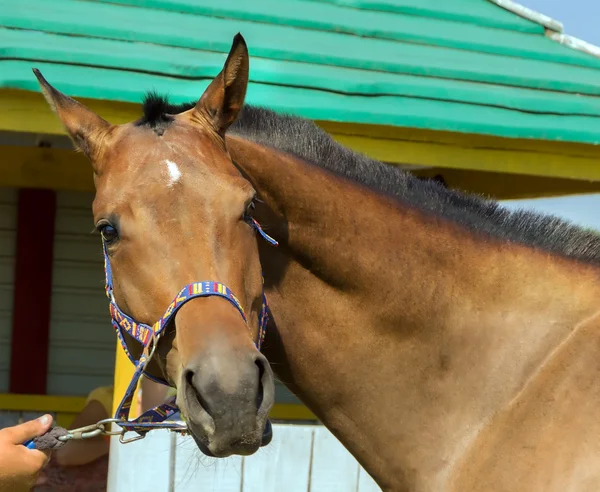 Portrait of the horse — Stock Photo, Image