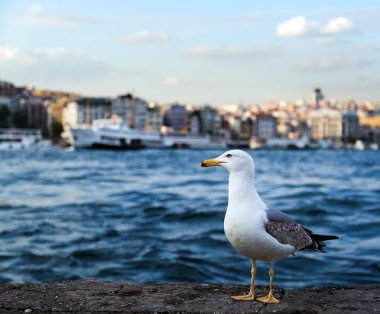 martı