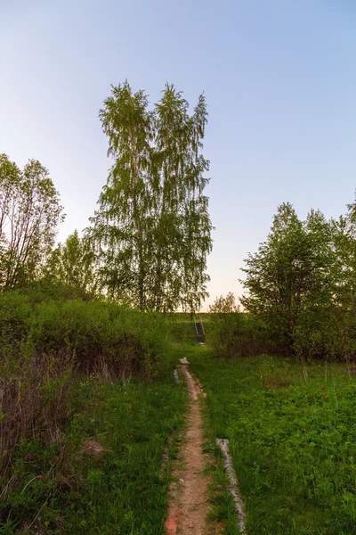 Road birch lane horizon — Stock Photo, Image