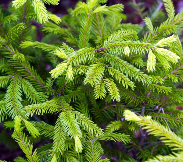 Groen bos zomer — Stockfoto