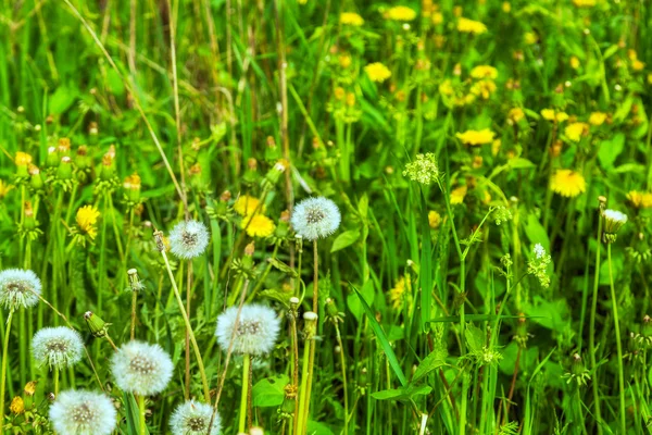 Green meadow of the herb and flowerses on sun — Stock Photo, Image