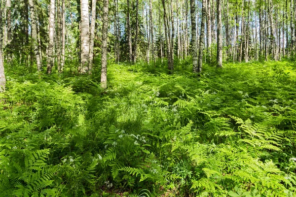 Yeşil orman yaz — Stok fotoğraf