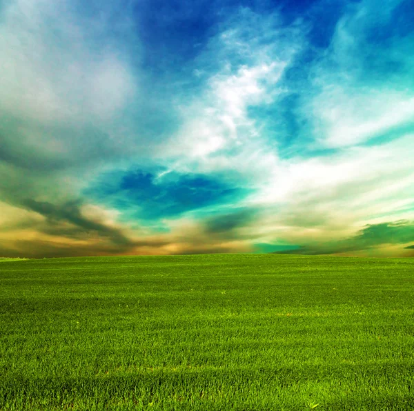 Grass green landscape — Stock Photo, Image