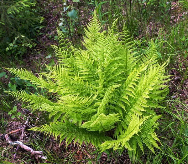 Helecho verde en verano bosque — Foto de Stock