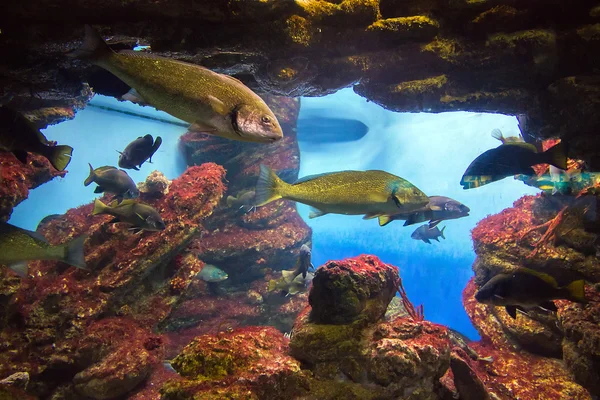 Weergave vissen in een aquarium — Stockfoto