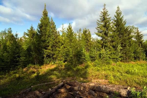 Foresta verde — Foto Stock