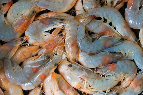 Prawn background — Stock Photo, Image