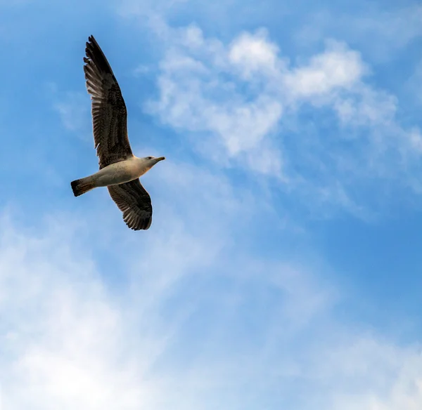 Gaviota voladora en el cielo —  Fotos de Stock
