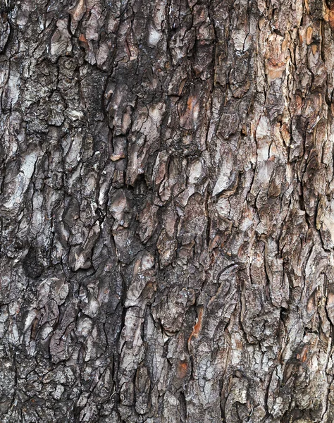 Córtex pinheiros fundo — Fotografia de Stock