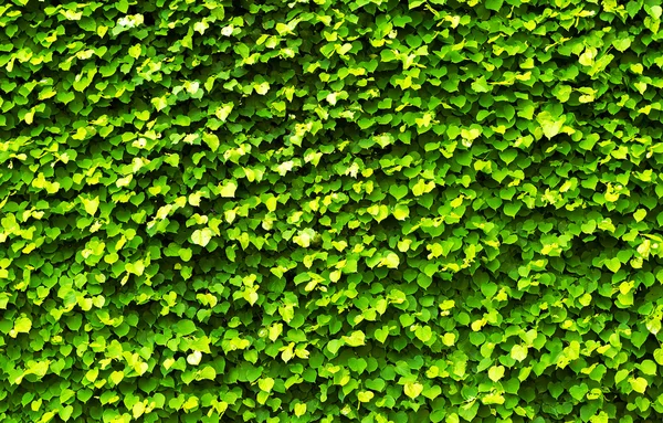 Grön natur bakgrund — Stockfoto