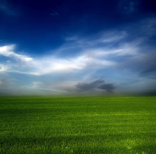 Campo verde céu azul — Fotografia de Stock