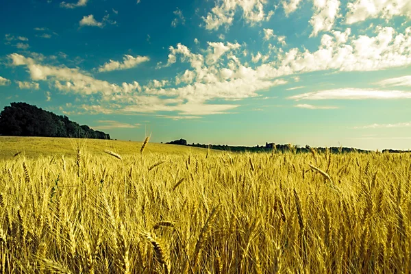 Buğday tarlası mavi gökyüzü — Stok fotoğraf