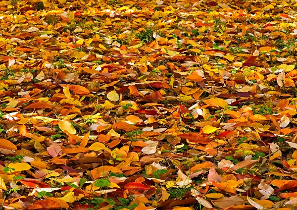 Sfondo autunno . — Foto Stock