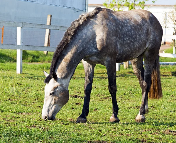 Horse — Stock Photo, Image