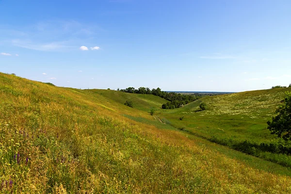 Paisagem com campo de flores — Fotografia de Stock