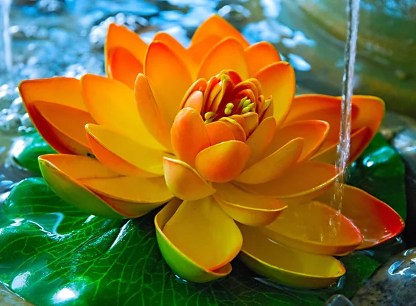 Lily in water on the lake — Stock Photo, Image