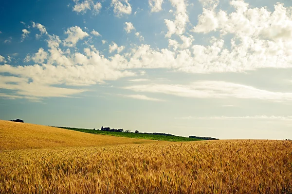 Paisagem Campo de trigo e nuvens — Fotografia de Stock