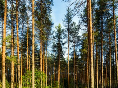 Orman yaz aylarında günbatımı