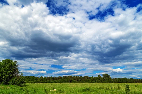 Cielo estate sul prato — Foto Stock