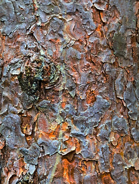 Sfondo corteccia pino — Foto Stock