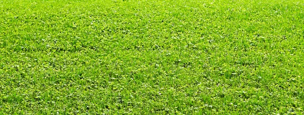 녹색 배경 — 스톡 사진