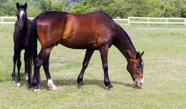 Horse Stud Outdoors Her Beautiful Foal Field Pasture — Fotografia de Stock