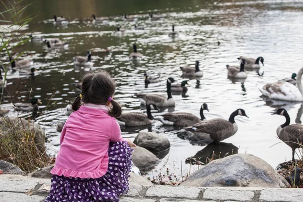Girl and gooses — Stock Photo, Image