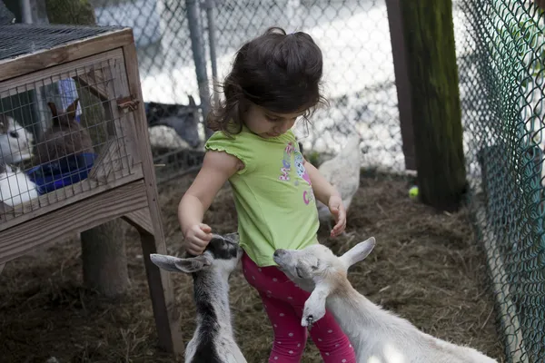 Petting Zoo. — Stock Photo, Image