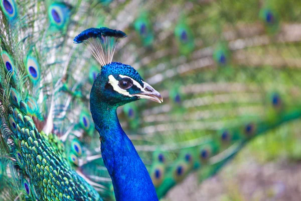 Schöner Pfau — Stockfoto