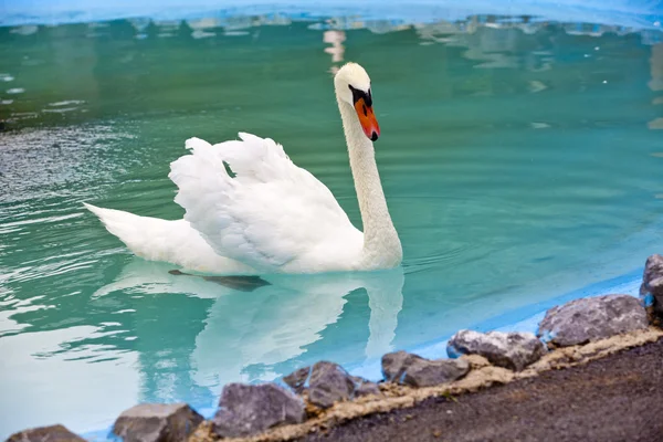 Beautiful White Swan — Stock Photo, Image