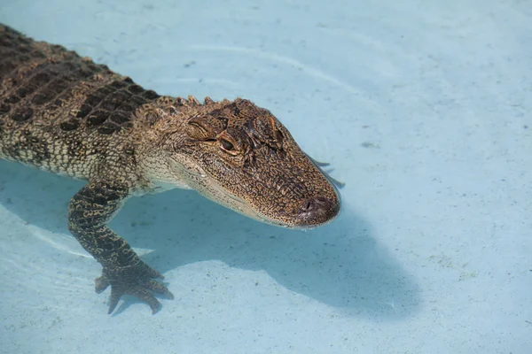 Βόρειας Αμερικής aligator — Φωτογραφία Αρχείου