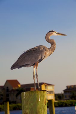 Büyük Mavi Balıkçıl