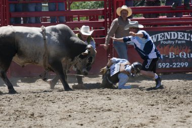 Rodeo