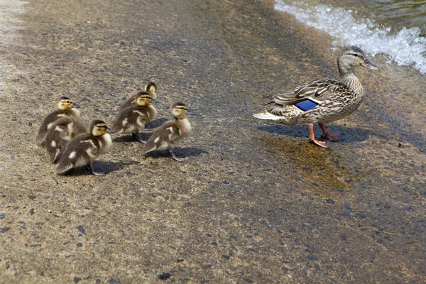 Мом duck and ducklings — Stock Photo, Image