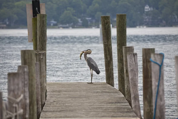 Great Blue Heron berhasil memancing — Stok Foto