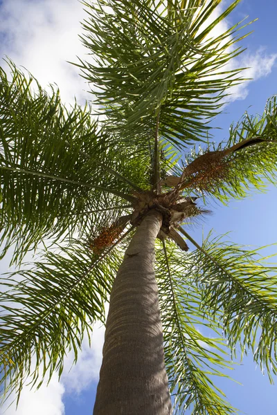 Palmträd — Stockfoto