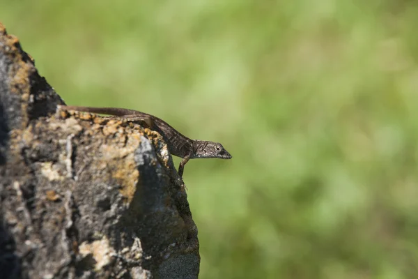 Lizard — Stock Photo, Image