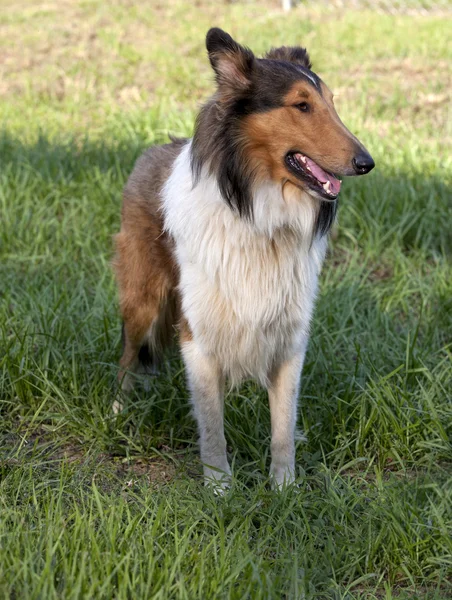 Rough Collie - pastor escocés — Foto de Stock