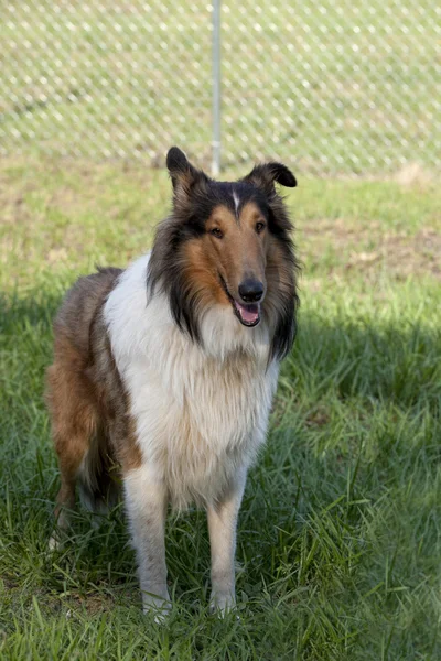 Durva collie - skót juhászkutya — Stock Fotó