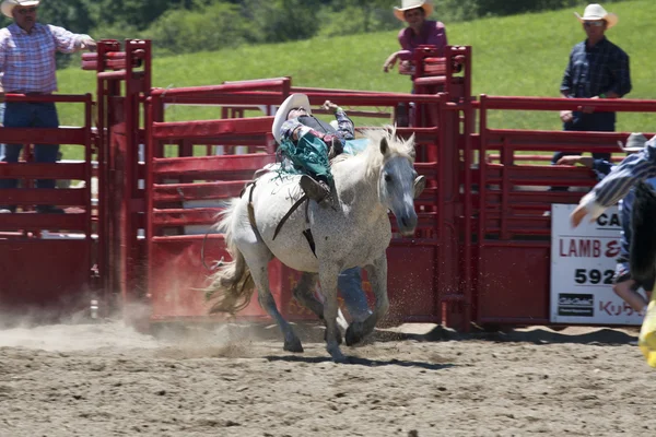 Rodeo Ordförande — Stockfoto