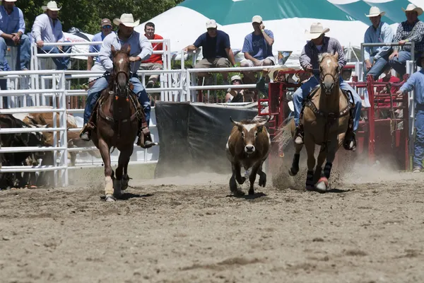 Rodeo. — Zdjęcie stockowe