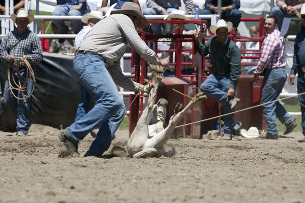 Rodeio — Fotografia de Stock