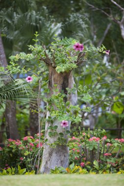 egzotik peyzaj tasarım