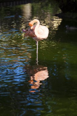 Flamingo