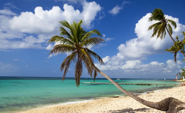 Palmboom op tropisch strand — Stockfoto