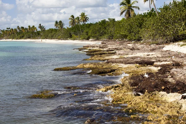 Barriera caraibica — Foto Stock